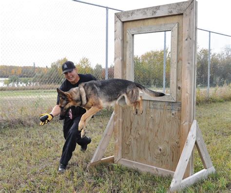 VIDEO/PHOTOS: New K-9 unit training for deployment | paNOW