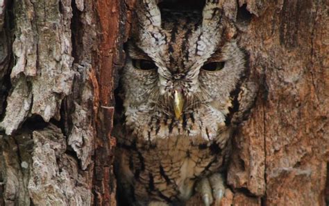 Eastern Screech-Owl Camouflage | Bird Academy • The Cornell Lab