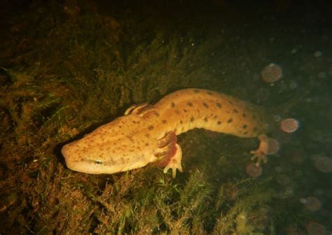 Mudpuppies! No, we are not talking about dogs - Lakes, Streams & Watersheds