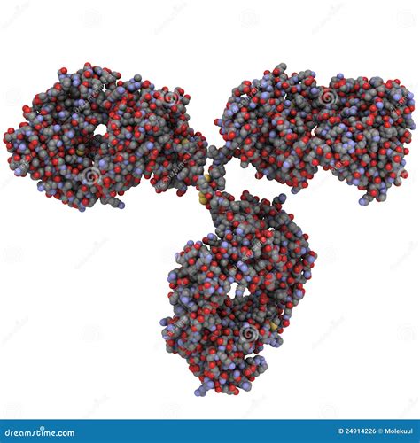 Immunoglobulin G (IgG, Antibody) Molecule Royalty Free Stock Image - Image: 24914226