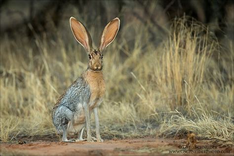 Photo :: Adult Antelope Jackrabbit at dusk