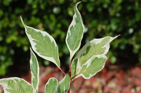 Variegated Leaves: Pictures of Bi-Colored Plants