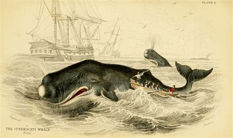 39 Incredibly Detailed Drawings Of Sea Creatures From Centuries Past