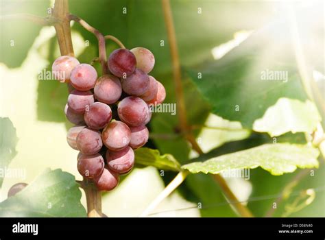 Grapes on vine harvest ready Stock Photo - Alamy