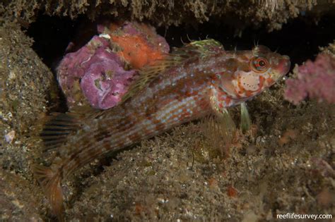 Alloclinus holderi - Island kelpfish | Reef Life Survey