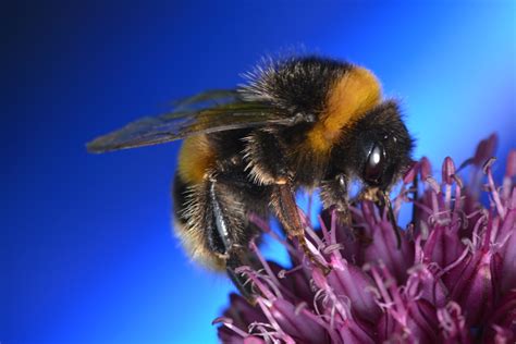 Longer flower blooming seasons may be bad for bees - Earth.com