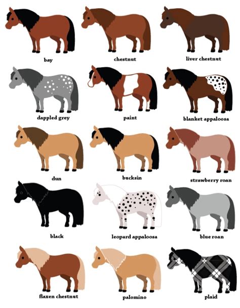 Pony Color Chart Cheer! | Horse color chart, Horse breeds, Horse markings