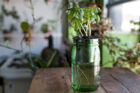 How to create a DIY self-watering planter for the home — HOMESTEAD BROOKLYN