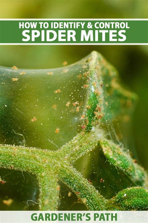 How to Detect and Control Spider Mites | Gardener’s Path