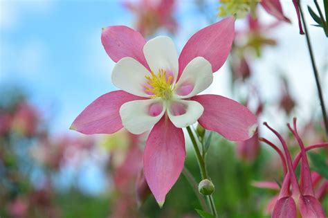 Aquilegia 'Dragonfly' - Riverside Garden Centre