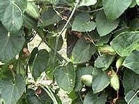 Trichosanthes Dioica,Dioica Fruits,Trichosanthes Dioica Fruits ...