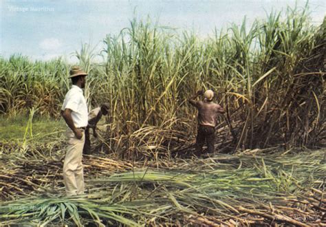 Sugar Cane Harvest Season in Mauritius - 1970s - Vintage Mauritius