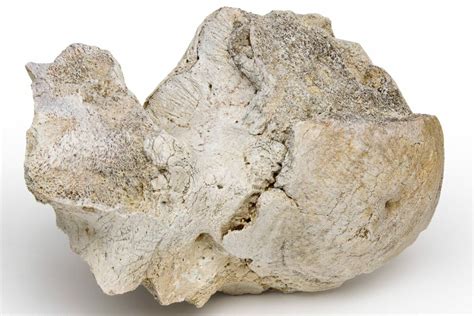 5" Fossil Titanothere (Megacerops) Vertebra - South Dakota (#229040 ...