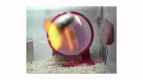 Dwarf Hamster... EXPLODING!!!.mp4 - YouTube