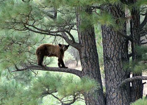 Yosemite bears' changing diet of human food | University of California