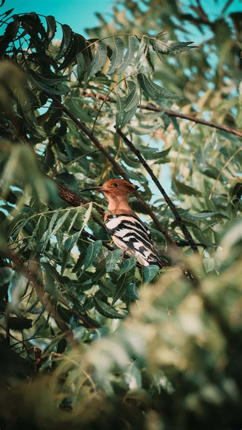 Hoopoe Symbolism & Meaning (+Totem, Spirit & Omens) | World Birds