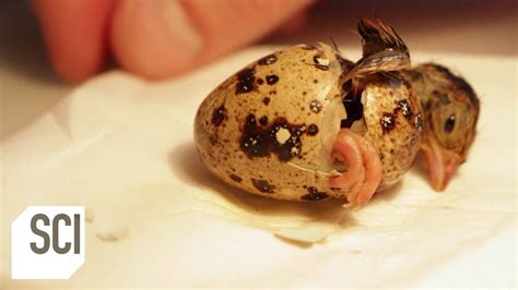 Quail Hatched from Supermarket Egg | Outrageous Acts of Science - YouTube