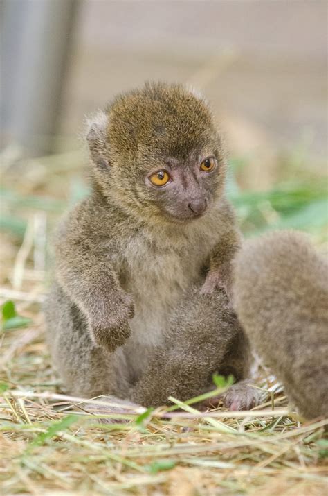 Greater bamboo lemur baby | Mathias Appel | Flickr