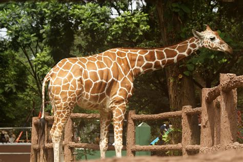 File:Giraffe 9.jpg - Wikimedia Commons