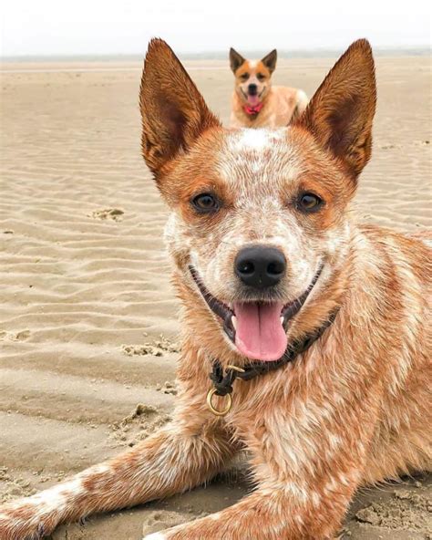 Red Heeler: The Complete Dog Breed Guide - K9 Web