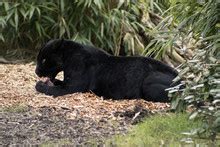 Black Panther Eating 1 Free Stock Photo - Public Domain Pictures