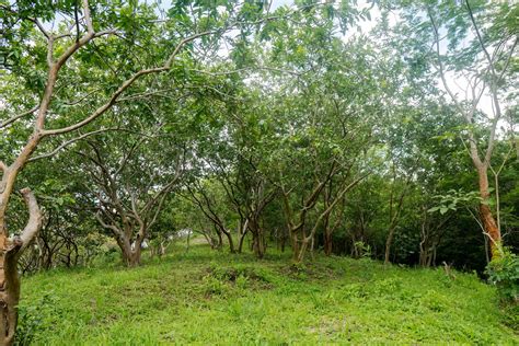 Eagle's Nest: How it all started - Nicoya Peninsula, Costa Rica