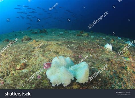 Bleached Coral Polyps Coral Bleaching Caused Stock Photo 1078145666 | Shutterstock