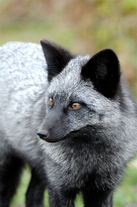 The Silver Fox: Vivacious Variant of Vulpes vulpes | The Ark In Space