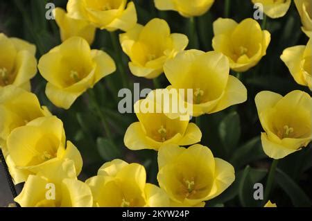 Yellow Triumph tulips (Tulipa) Friendship 1998 bloom in a garden in March Stock Photo - Alamy