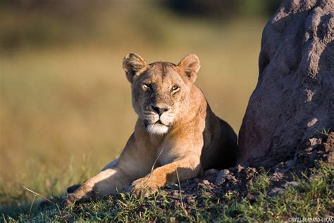 Mammals + Okavango Delta | Photos Pictures Images