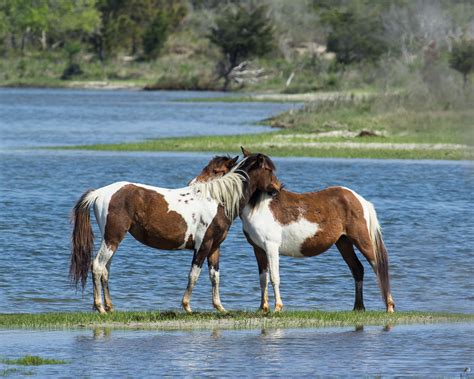 Chincoteague Ponies - Bill Golden Photography