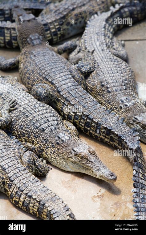 Crocodiles at Crocodylus wildlife park. Darwin, Northern Territory, AUSTRALIA Stock Photo - Alamy