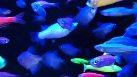 Fish relaxation scene -- real life fish swimming to their delight - YouTube