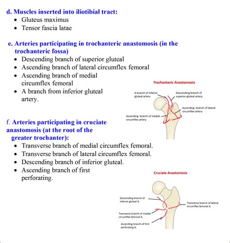 Gluteal region - Anatomy QA