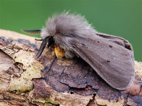 Muslin Moth | Butterfly Conservation