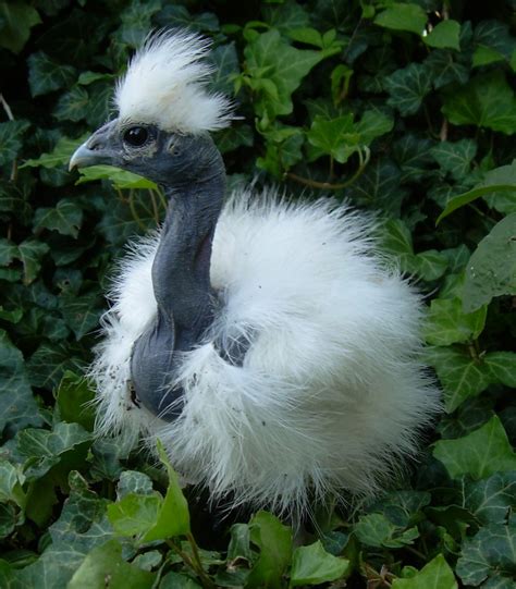 Information About the Furry Silkie Chicken - PetHelpful