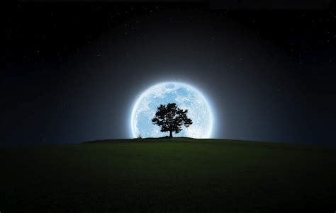 Moon Tree Wallpapers - Wallpaper Cave