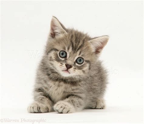 Grey tabby British Shorthair kitten photo WP20690