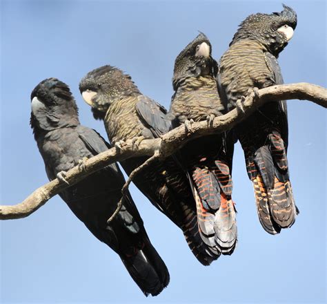 Red Tail Black Cockatoos | BIRDS in BACKYARDS