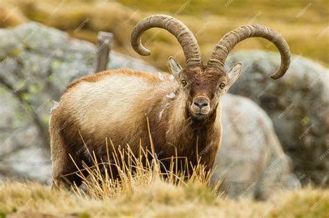 Premium Photo | Iberian ibex with huge horns standing in a field during ...