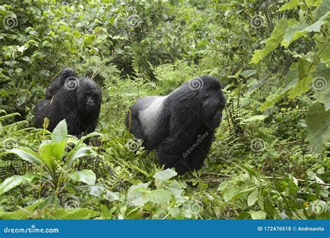 Mountain Gorilla Family in Rainforest Stock Photo - Image of care, mountain: 172476518