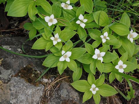 Cornus canadensis | Plants Direct – Victoria, BC