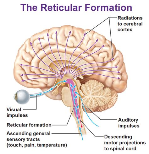 The Limbic System and the Reticular Formation | Reticular formation ...