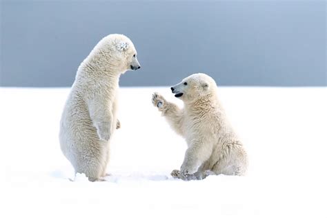 Baggrunde : sne, isbjørne, bjørne, baby dyr, Arctic, unger, bjørn, fauna, pattedyr, hvirveldyr ...