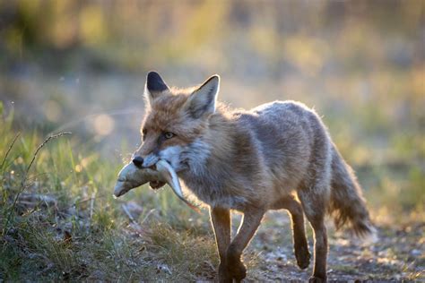 Do foxes fish? Scientists finally observe a fox fishing | SYFY WIRE