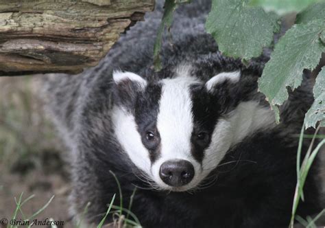 Brian's birding blog: British Wildlife Centre Badgers