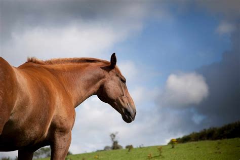 All About The Chestnut Horse