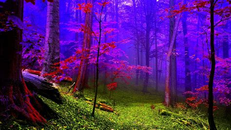 Colorful Forest Wallpapers - Top Free Colorful Forest Backgrounds - WallpaperAccess