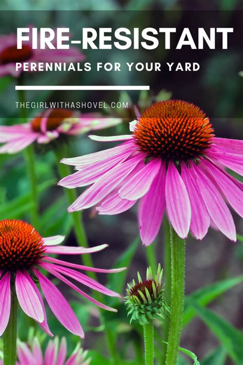 15 Fire Resistant Perennials | The Girl with a Shovel