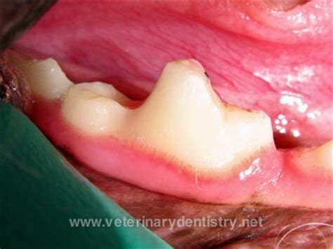 Treatment of Tooth Resorption in Dogs